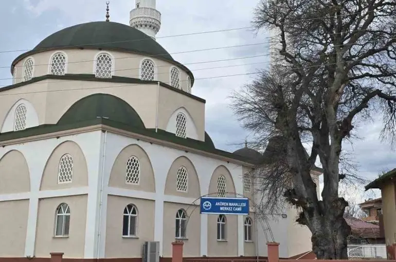 Samsun’da asırlık çitlembik ağacı için ’koruma’ çağrısı
