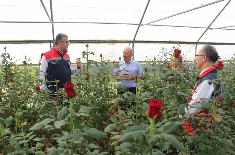 Samsun’da kesme çiçekte 7 milyon adetlik üretim
