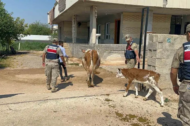 Şanlıurfa’da büyükbaş hayvan dolandırıcılığında 1 gözaltı
