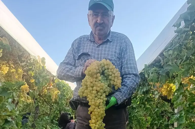 Sarıgöl’de 5,5 kiloluk dev üzüm salkımı
