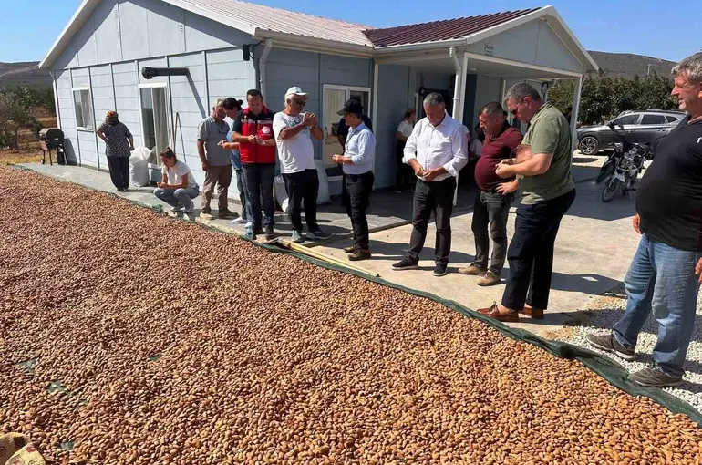Şarköy’de badem hasadı başladı
