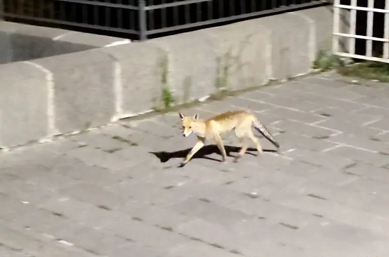 Şehre inen tilki böyle görüntülendi
