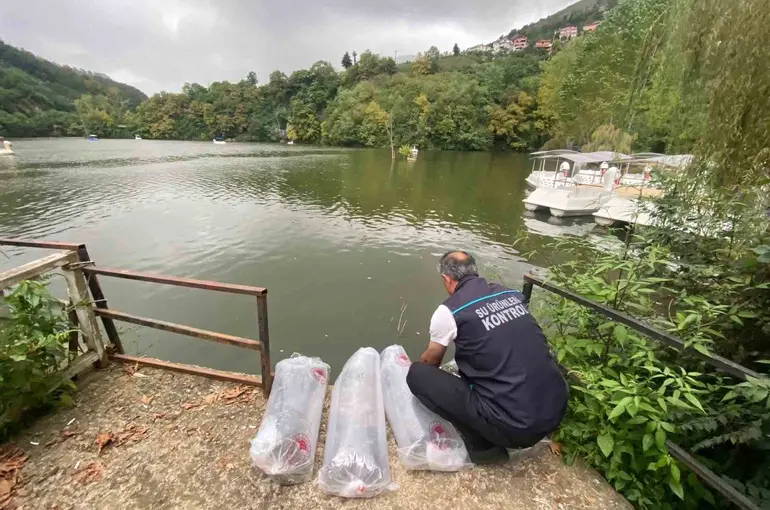 Sera Gölü’ne 40 bin sazan yavrusu bırakıldı
