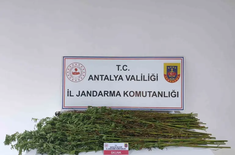 Serik’te 80 kök kenevir bitkisi ele geçirildi
