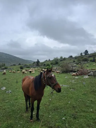 Seydişehir’de Ayı Endişesi: Üreticiler Önlem Bekliyor