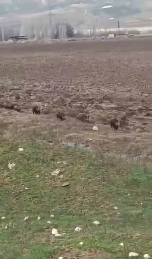 Siirt’te domuz sürüsü görüntülendi
