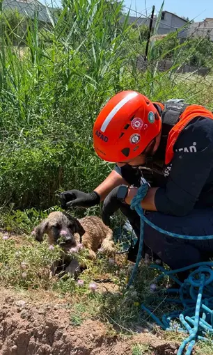 Siirt’te kuyuya düşen köpek kurtarıldı

