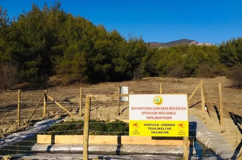 Sinop’ta çam kese böceği ile mücadele
