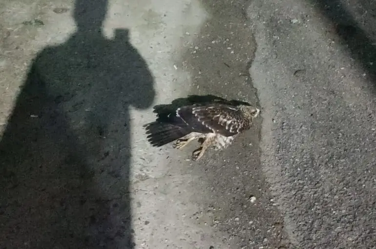 Sinop’ta yaralı bulunan doğan tedavi altına alındı

