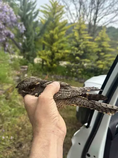 Sinop’ta yaralı kuşa şefkat eli
