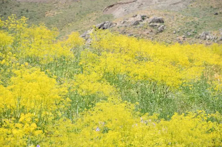 Şırnak yaylaları sarı rengine büründü

