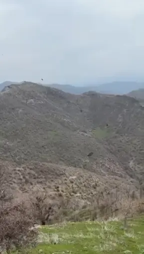 Şırnak’ta kartalın domuz avı kamerada
