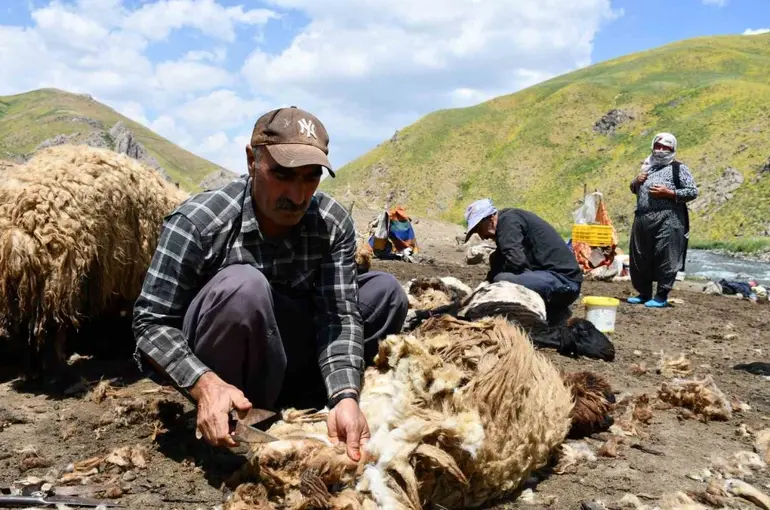 Şırnak’ta koyun kırkma mesaisi başladı
