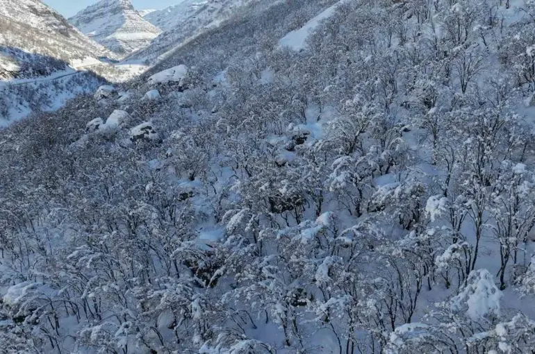 Şırnak’ta ormanlık alan beyaza büründü
