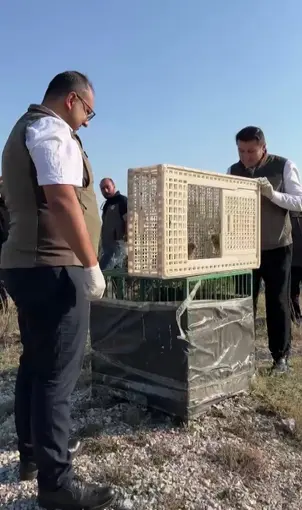 Sivas’ta yuvadan düşen iki kerkenez yavrusu doğaya bırakıldı
