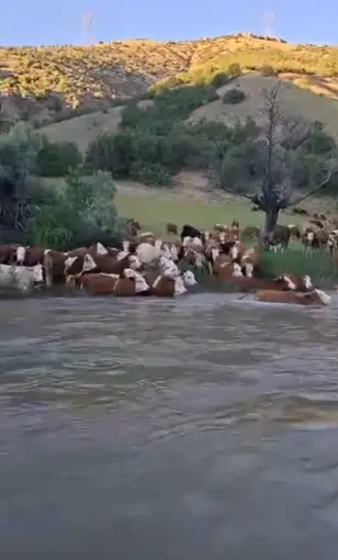 Sürü halinde suya girdiler, Kelkit Çayı’nı yüzerek geçtiler
