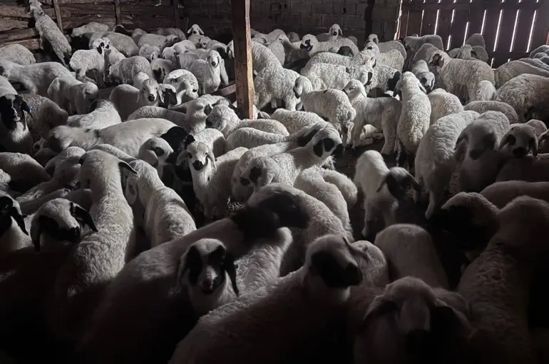 Sürülerde bahar hareketliliği: Kuzular annelerini böyle buldu
