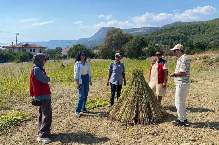 Susam yetiştiriciliğini destekleme projesinde saha kontrolleri başladı
