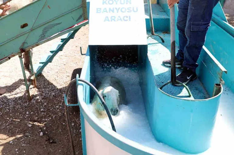 Talas’ta 16 bin koyun bu banyodan geçti

