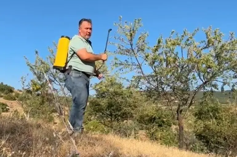 Tarla boş kalmasın diye diktiği badem ağaçlarından ilk kez verim aldı

