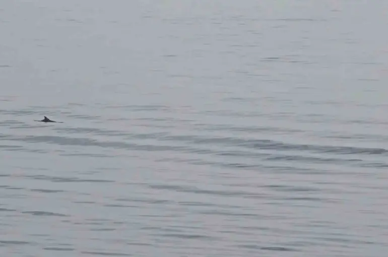 Tekirdağ açıklarında yunuslardan görsel şölen

