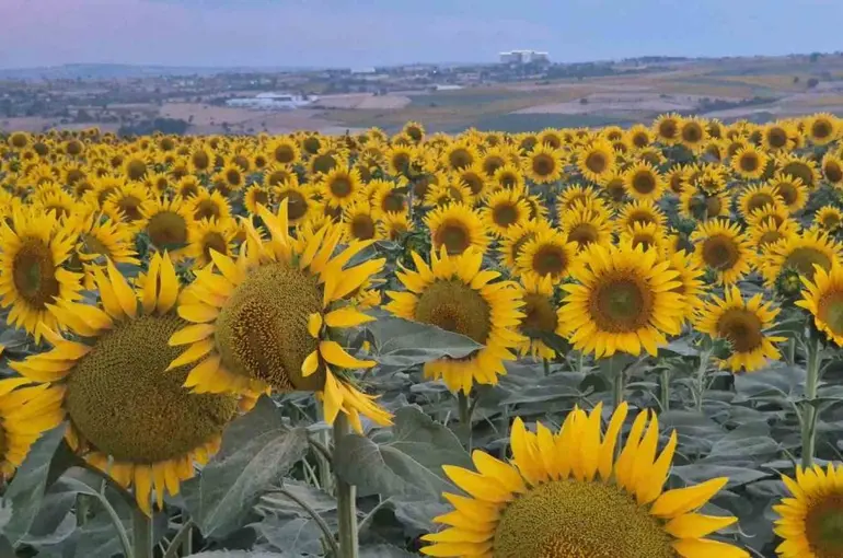 Tekirdağ’da ayçiçeği tarlaları görsel şölene dönüştü
