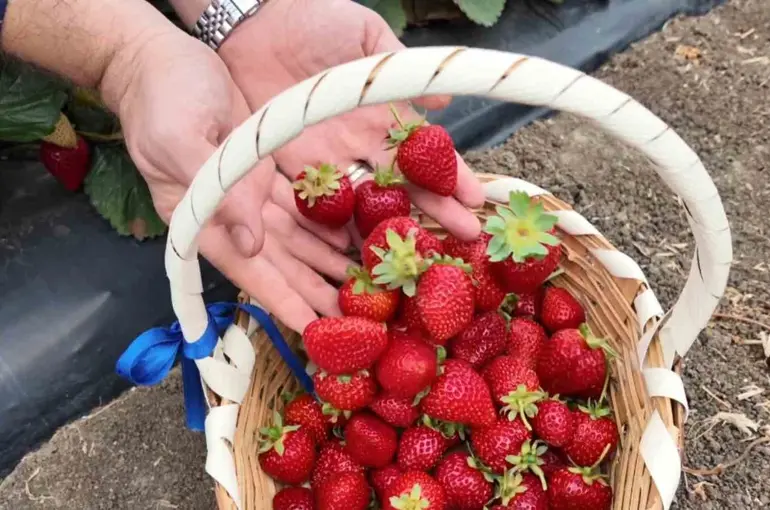 Tekirdağ’da çilek mesaisi
