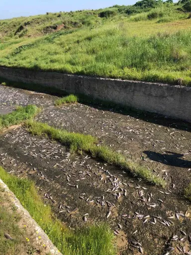 Tekirdağ’da gölde toplu balık ölümleri yaşandı
