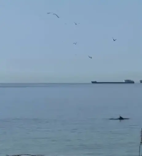 Tekirdağ’da yunuslar kıyıya yakın görüntülendi
