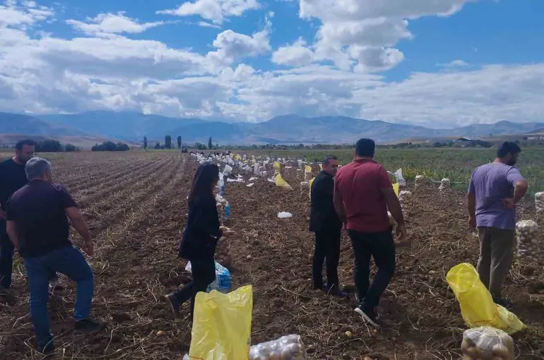 Tercan’da patates hasadı başladı
