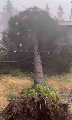 Tokat’ta fırtınada ağaçlar devrildi
