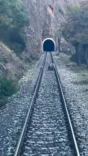 Tren yoluna çıkan ayılar panikle kaçıştı
