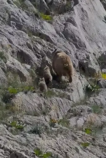 Tunceli’de anne ayı ve yavruları görüntülendi
