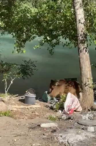 Tunceli’de bozayı piknikçilerin sofrasına misafir oldu
