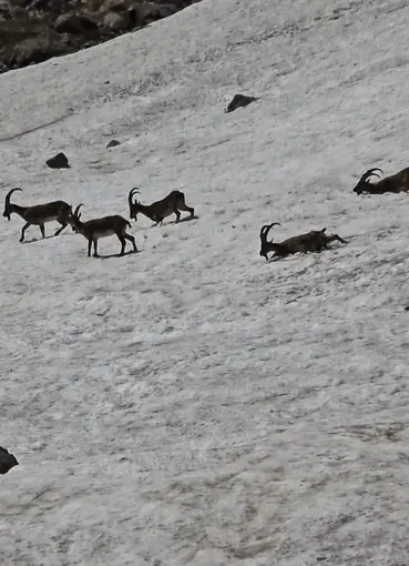 Tunceli’de dağ keçileri ve ayılar aynı bölgede görüntülendi
