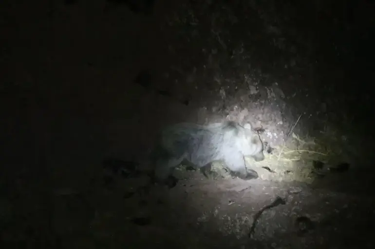 Tunceli’de gece kamerasında domuz ve ayı aynı anda görüntülendi
