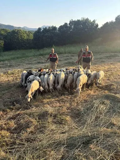 Tunceli’de kayıp küçükbaş hayvanlar dron desteğiyle bulundu
