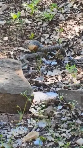 Tunceli’de kocabaş yılan, sincabı avladı
