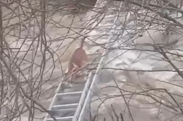 Turgutlu’da derede mahsur kalan köpek kurtarıldı
