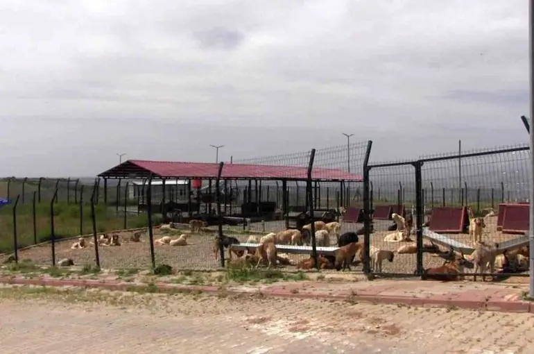 Türkiye’ye örnek model: Siirt’ten sokak hayvanları sorununa kalıcı çözüm
