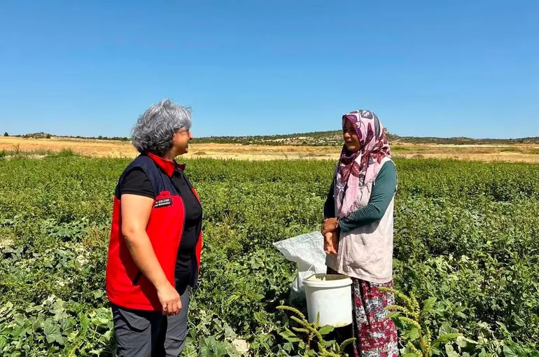Turşuluk salatalık hasadı sürüyor
