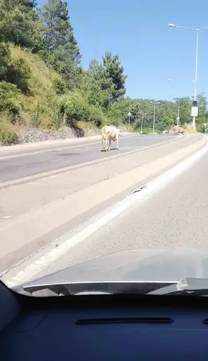 Ümraniye’de cadde ortasında başıboş inek görüntülendi
