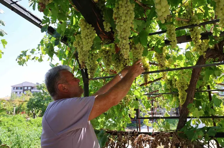 Üzüm tutkusu 650 çeşitlik koleksiyona dönüştü
