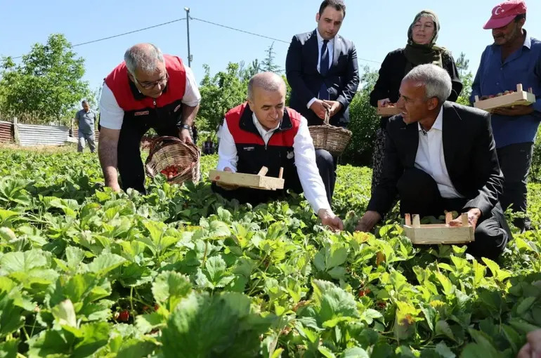 Vali Hatipoğlu, çilek hasadı yaptı
