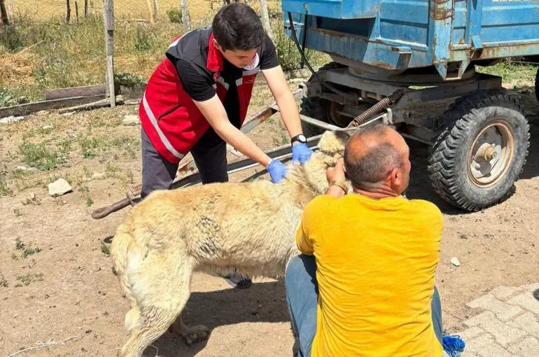 Valilik köpek sahiplerini uyardı: Kayıt yaptırmayana 10 bin, ter edene 108 bin TL ceza
