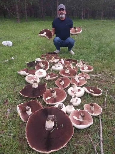 Yağmur sonrası meralar mantarla doldu
