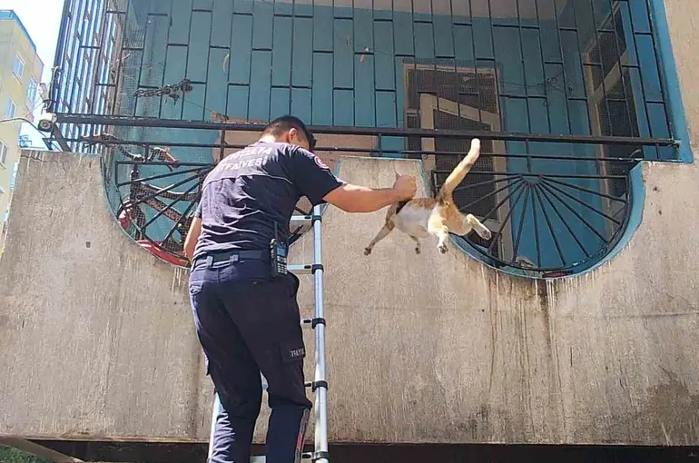 Yangından korkan hamile kediyi itfaiye kurtardı
