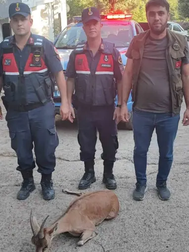 Yaralı dağ keçisini jandarma kurtardı
