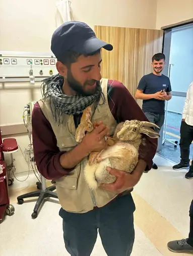 Yaralı hamile tavşan, devlet hastanesi bahçesinde tedavi edildi
