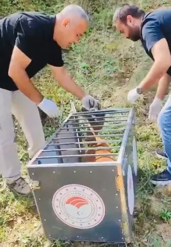 Yaralı karaca iyileştirilerek doğaya salındı
